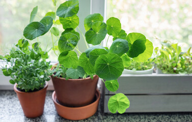 Flower pot with indoor houseplant on windowsill