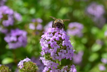 Biene auf lila Thymianblüten