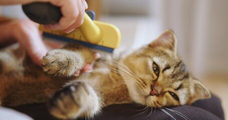 Close-up of a relaxed tabby cat being groomed by a person using a yellow brush. The feline, with eyes partially closed, looks peaceful and comfortable.