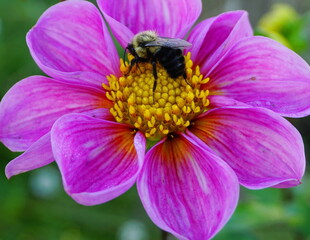 Bumblebee Gathering Nectar from a Vibrant Dahlia Flower.