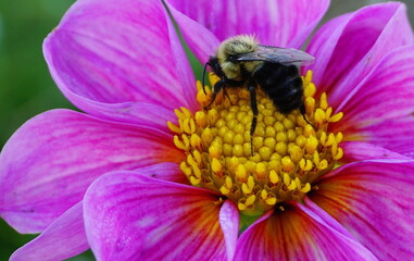 Bumblebee Gathering Nectar from a Vibrant Dahlia Flower.