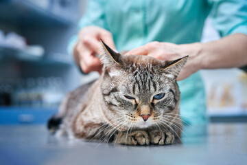 Domestic cat at the vet clinic for vaccination