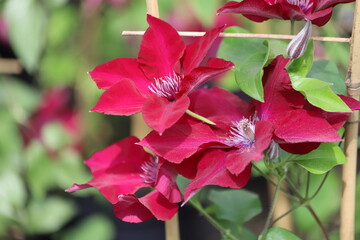 Flowers of perennial clematis vines in the garden. Close up.