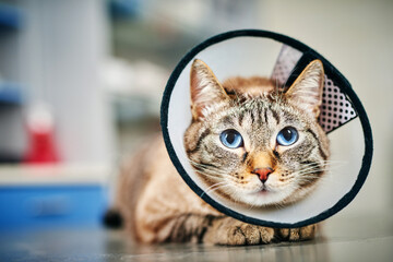 Cute domestic cat in protective collar at the veterinarian