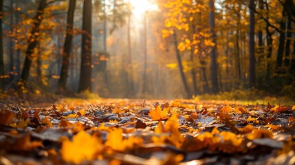 Golden sunlight filters through trees onto a serene glade covered with fallen leaves