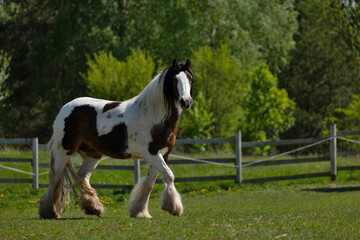 Gypsy Cob on meadow