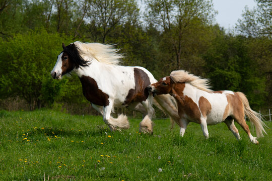 Two ponies running across the field