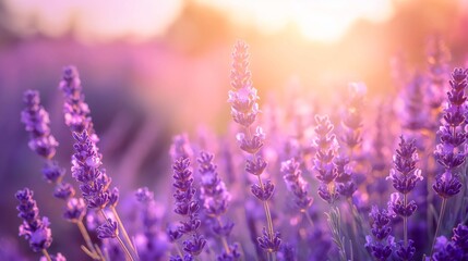 Tranquil lavender field basks in the warm light of sunset, radiating serenity and natural beauty