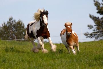 Two horses on the run. Rushing horses.