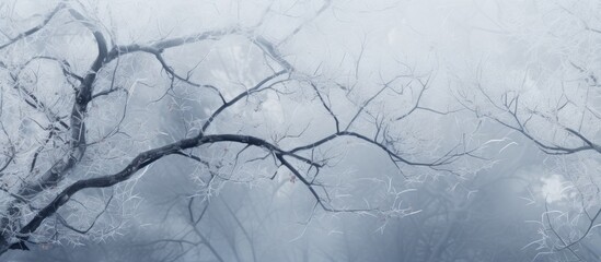 A copy space image of frost covered tree branches