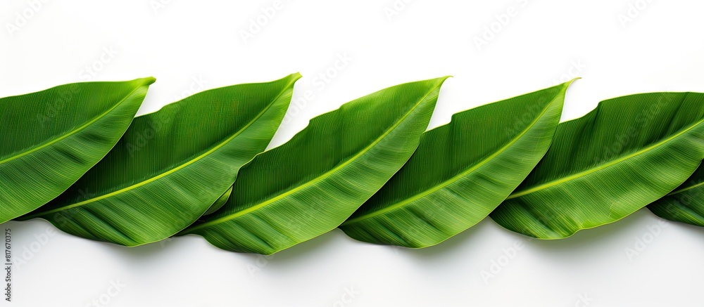 Poster A white background showcases an isolated banana leaf creating a copy space image