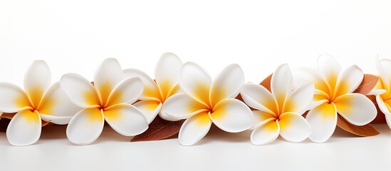 Fototapeta premium A frangipani flower with a copy space image set against a clean white background