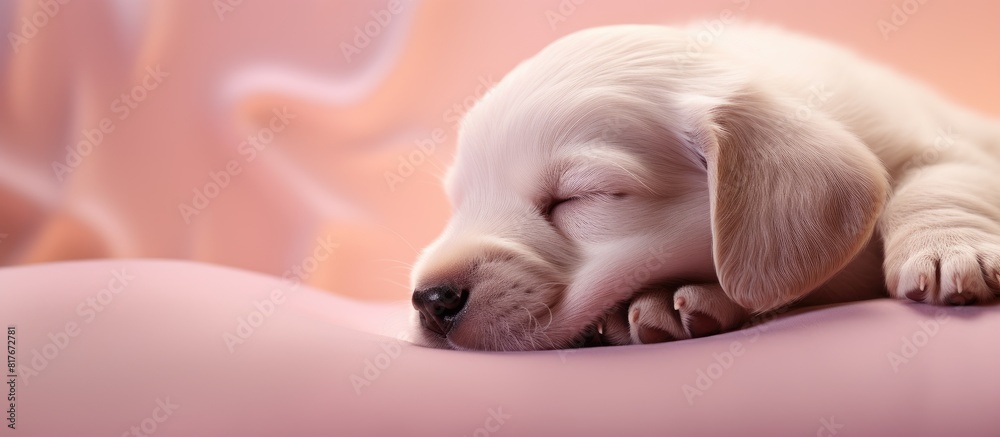 Poster Copy space image of a slumbering Labrador puppy against a backdrop of soft pink