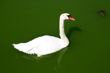 snow-white swan in a pond with green water