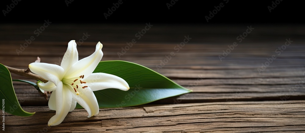 Poster a stunning vanilla blossom and stick placed on a rustic wooden backdrop with ample copy space image