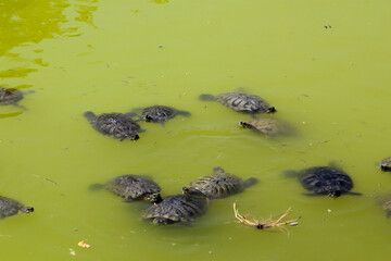 dirty muddy green water and many turtles swimming in it