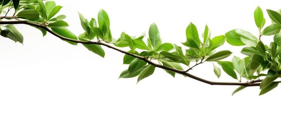 Obraz premium High quality close up photo of a tree branch covered in vibrant green leaves presented on a white background with copy space
