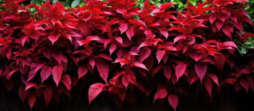 Home garden with Acalypha wilkesiana featuring a copy space image