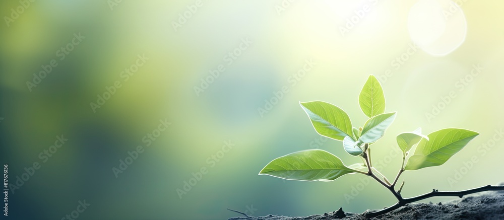 Aufkleber copy space image of a blurred nature background with a prominent green leaf in the foreground