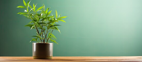 A potted green bamboo on a wooden stand with copy space image available