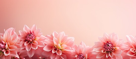 Dahlia flowers on a pink coral gradient floral background with ample copy space image