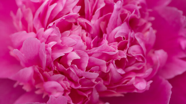 abstract seamless background of close up macro of pink peony rose flower