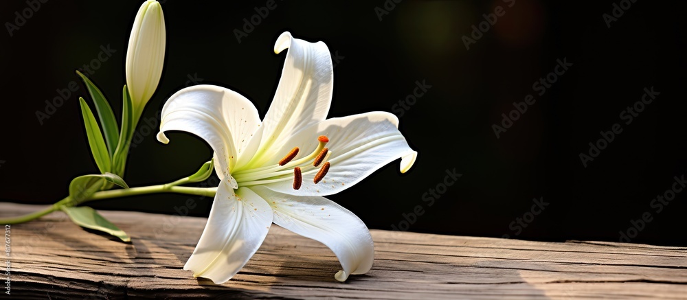 Poster A lily is set against a rustic wooden backdrop providing a captivating copy space image