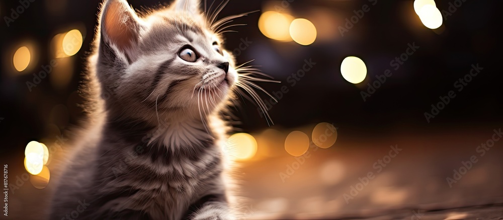 Poster A small gray kitten sitting against a backdrop of twinkling lights gently licks its nose creating a perfect copy space image