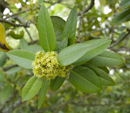 Tarajo holly or lusterleaf holly (Ilex latifolia) Clusters of small yellowish-green flowers in the leaf axils, lustrous green, leathery, oblong with serrated margins and black glands

