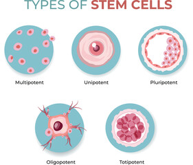 types of stem cells illustration