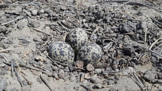 Common quail (Coturnix coturnix) bird nest and eggs Video 4k