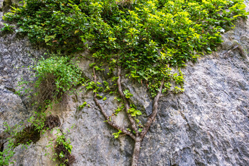 Vines climbing rocky cliff face.