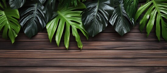 Wooden background with tropical leaves copy space image