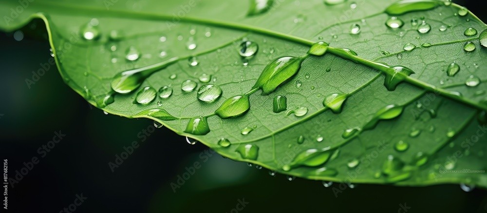 Poster A copy space image of a leaf with raindrops on it