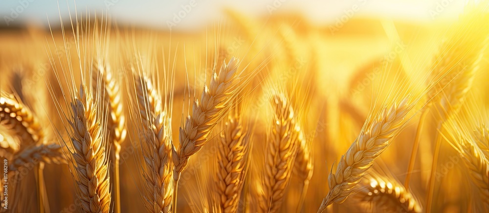 Poster a close up image captures the beauty of wheat ears in a sunlit field during the summer harvest seaso