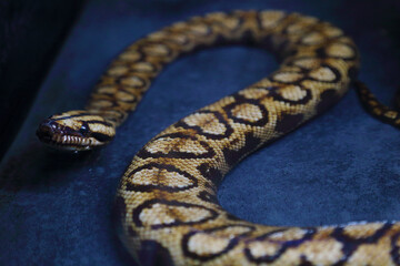 Portrait of a Rainbow boa (Epicrates cenchria)