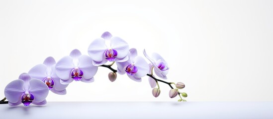 A beautiful orchid stands alone on a white background leaving plenty of copy space for additional elements or text in the image