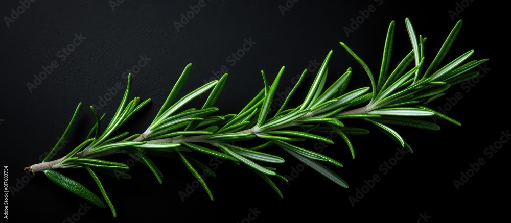 Poster A top view of a sprig of rosemary against a dark background providing ample copy space for additional elements