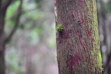 In early spring mornings, under gentle sunlight, new life emerges on the trunks beside hiking trails, evoking a sense of small yet resilient atmosphere.