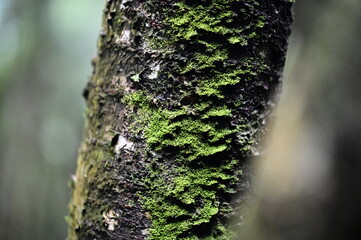 A close-up view of moss-covered tree trunks along a sun-dappled forest path reveals a verdant tapestry of nature's artistry, each layer resembling a wave gently lapping against the bark.