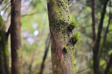 Experience the beauty and bounty of nature on spring mornings along hiking trails, where sunlight gently filters through lush foliage, illuminating moss-covered tree trunks and fresh growth.