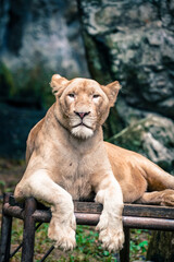 the lion in the nature with dramatic tone