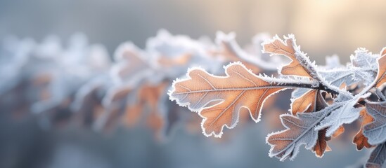 Oak leaves covered in frost providing an enchanting copy space image