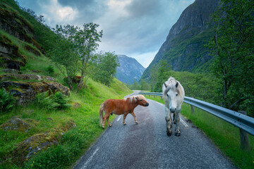 Wild Horses Roaming on a Road in a Norwegian Fjord During Summer"