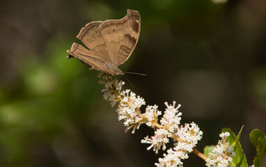 Chocolate Pansy Butterfly 