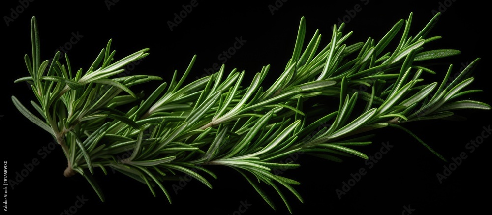 Poster a top view of a sprig of rosemary against a dark background providing ample copy space for additiona
