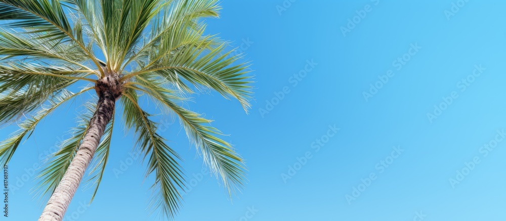 Poster a summer themed mockup featuring a date palm against a clear blue sky with copy space available for 