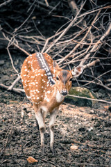 the deer in the nature with dramatic tone