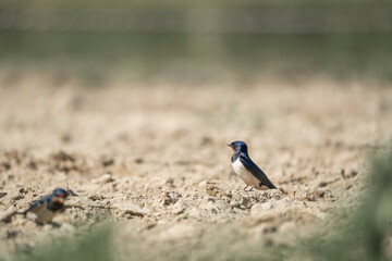 barn swallow bird foraging for their nest