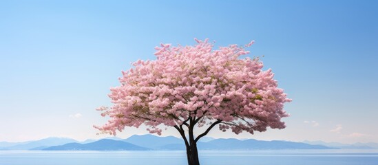 A beautiful cherry tree in the summer at Iwatesan providing a perfect scene for a copy space image
